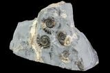 Ammonite (Promicroceras) Fossil Cluster - Somerset, England #86268-2